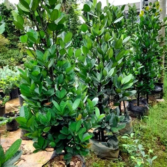 pohon garcinia